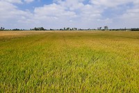 Cần Thơ đặt mục tiêu xây dựng vùng sản xuất lúa chuyên canh chất lượng cao đạt 48.000 ha vào năm 2030