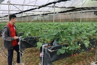 Lâm Đồng đang xây dựng thương hiệu số 1 Việt Nam về rau, hoa; cụm sản xuất rau số 1 Đông Nam Á; là trung tâm sau thu hoạch cho sản phẩm hoa.