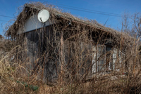 Cỏ dại và dây leo mọc xung quanh một ngôi nhà bỏ hoang ở Okuma, Nhật Bản vào ngày 9/3/2023. Ảnh: Getty Images