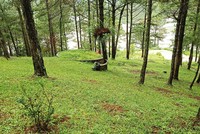 Giải quyết dứt điểm tranh chấp, lấn chiếm, sử dụng đất đai sai mục đích tại các công ty nông, lâm nghiệp