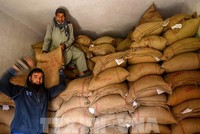 Vận chuyển gạo tại kho ở Srinagar, Ấn Độ. Ảnh: AFP/TTXVN