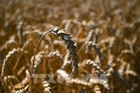 Dự trữ lúa mỳ của Ấn Độ thấp nhất 16 năm. Ảnh: AFP/TTXVN