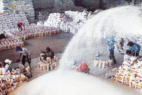 Mục tiêu lớn trong điều hành xuất khẩu gạo là đảm bảo an ninh lương thực quốc gia, vừa thúc đẩy sản xuất, xuất khẩu bền vững.