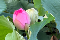 Không có nhiều bông sen ướp trà ngay trên đầm như thế này. Ảnh: Mỹ An. 