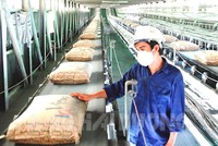 Sản lượng sản xuất xi măng 6 tháng 2024 của Vicem đạt 9,77 triệu tấn, giảm 7,2% so với cùng kỳ năm ngoái.