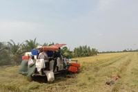 Sản lượng gạo niên vụ 2024-2025 của Việt Nam được dự báo sụt giảm, giá lúa ghi nhận hiện quanh mốc 7.400 - 7.500 đồng/kg. Ảnh: Gia Hân 