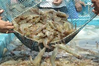 Vasep tiếp tục gửi báo cáo tới Văn phòng Chính phủ về những vướng mắc, kiến nghị của DN thủy sản trong quý II/2024