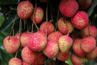 Ưu thế vượt trội của vải trứng là khi chín, vỏ mỏng có màu đỏ rực đẹp mắt, cùi dày, mùi thơm dịu nhẹ, vị ngọt rất đậm đà hiếm ở đâu có được.