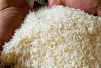 Dự báo nhập khẩu gạo của Philippines năm 2024 có thể đạt 4,5 triệu tấn