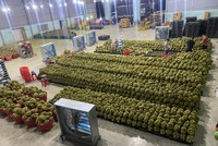 Thái Lan tăng cường xuất khẩu sầu riêng đông lạnh của Việt Nam.