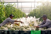 Ngoài công nghiệp, nông nghiệp cũng đang là thỏi nam châm hút vốn cho tỉnh Bình Dương.