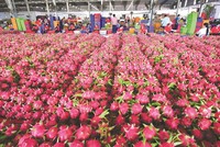 Thanh long là một trong những loại trái cây chủ lực của Việt Nam có kim ngạch xuất khẩu lớn sang Trung Quốc.