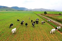 Ứng dụng công nghệ cao trong chăn nuôi giúp động vật phát triển mạnh khỏe, ít bệnh tật (ảnh minh họa)