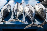 Quy định không khai thác cá ngừ vằn dưới 50 cm đẩy ngư dân các tỉnh ven biển vào tình trạng hoang mang, lo lắng.