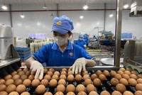 Cần nâng cao khả năng cạnh tranh cho doanh nghiệp Việt trên thị trường trứng gia cầm.