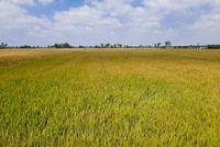 Ruộng lúa ở Đồng bằng sông Cửu Long chuẩn bị thu hoạch
