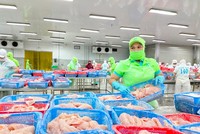 Cá tra là mặt hàng xuất khẩu chủ lực của tỉnh Đồng Tháp