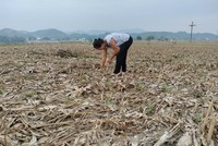 Bão số 3 đã gây ra những thiệt hại nặng nề cho sản xuất nông nghiệp tỉnh Yên Bái. 