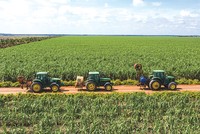 Sản lượng mía thu hoạch niên vụ 2023 - 2024 của ngành mía đường Việt Nam đạt hơn 11,2 triệu tấn, tăng 17,9%