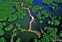 Rừng ngập mặn Việt Nam có tiềm năng lớn trong việc tạo ra tín chỉ "Blue Carbon".