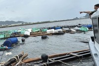 Ngành nông nghiệp chịu thiệt hại gần 40.000 tỷ đồng do bão Yagi, nhưng chỉ khoảng 17% tổn thất được bảo hiểm