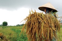 Người nông dân còn khó tiếp cận các sản phẩm bảo hiểm nông nghiệp 