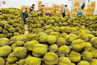 EU tăng tần suất kiểm tra sầu riêng Việt Nam lên 20%. 