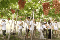 Hơn 100.000 lượt du khách đến Phú Yên, Ninh Thuận dịp Tết Nguyên đán 