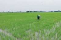 Ngành phân bón Việt Nam có dư địa tăng trưởng 