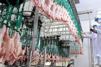 Sản phẩm thịt gà của Việt Nam sắp được xuất khẩu chính ngạch sang Singapore.