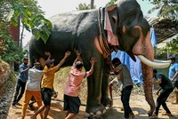 Một chú voi robot ở Thrissur, bang Kerala, Ấn Độ. Ảnh: AFP 