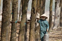 Năm nay, Cao su Phước Hòa đặt chỉ tiêu lợi nhuận giảm 23,4% so với mức thực hiện năm ngoái