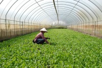 Hà Nội: Hơn 1.000 ha đất lúa được chuyển đổi mục đích sử dụng hàng năm 