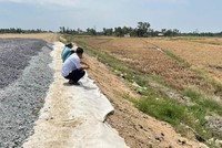 Khu vực lúa chết bất thường cạnh cao tốc Cần Thơ - Cà Mau.