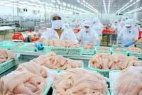 Công ty cổ phần Xuất nhập khẩu Thủy sản Cần Thơ thông báo chào bán cổ phiếu ra công chúng (kỳ 3)