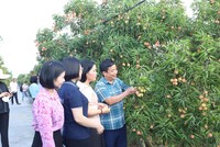 Hơn 2.000 tấn vải thiều Thanh Hà xuất khẩu sang Mỹ, Australia, Nhật Bản, châu Âu 