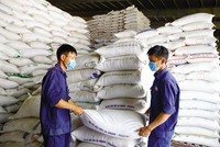 Doanh nghiệp xuất khẩu gạo đang rất lo lắng về dự thảo quy định mới với ngành hàng xuất khẩu này. Ảnh: Đức Thanh