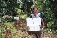 Vụ vải năm 2025 toàn huyện Tân Yên có gần 1.400 ha vải thiều chín sớm được cấp mã số vùng trồng. Ảnh: Linh Nguyễn