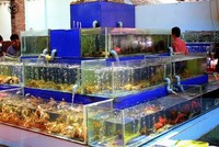 Bộ Tài chính: Có hộ kinh doanh đạt doanh thu lên đến 560 tỷ đồng/năm 