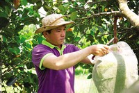 Kiểm soát vùng trồng, từ mẫu đất, mẫu nước đến trái cây thành phẩm là yêu cầu bắt buộc để nông sản có thể chinh phục được các thị trường khó tính (Ảnh: H. Sương) 