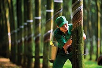 Giá cao su giảm ảnh hưởng tới việc duy trì kết quả kinh doanh của nhóm này