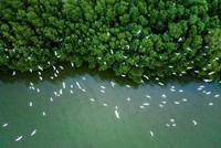 Việt Nam có tiềm năng giao dịch 57 triệu tín chỉ carbon rừng mỗi năm.