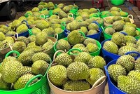 Xuất khẩu rau quả nửa đầu năm 2025 giảm 9,7% so với cùng kỳ do sự suy giảm của mặt hàng sầu riêng. 