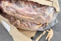 Phát hiện vụ thẩm lậu 1.400 tấn chân gà đông lạnh, trốn thuế 7 tỷ đồng 