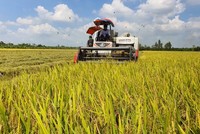 Diện tích sử dụng các giống lúa chất lượng cao, lúa nếp và các giống lúa thuần đã lên tới hơn 61.000 ha, chiếm 76,7% tổng diện tích.