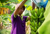 Chuối, dứa, dừa và chanh leo đang có xu hướng mở rộng xuất khẩu và phát triển chế biến sâu.