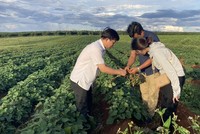 Vùng trồng khoai lang của Dự án Khu nông nghiệp công nghệ cao Chư Sê của Công ty cổ phần Sản xuất và Xuất nhập khẩu Việt Phúc. Ảnh: Công ty Việt Phúc. 