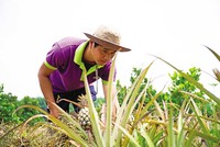 Trái cây Việt cần chiến lược bài bản và liên kết bền chặt hơn để gia nhập nhóm hàng tỷ USD. 