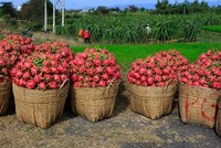 Các quy định về giấy an toàn thực phẩm phục vụ xuất khẩu đang cản bước nhiều nông sản Việt.