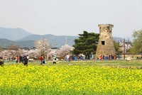 Lễ hội Hoa anh đào Gyeongju. Ảnh: KTO Việt Nam.